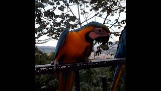 Cuchiturin un pichoncito guacamaya A little macaw name Cuchiturin comedoresdeguacamayas Caracas [upl. by Giusto]