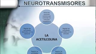 NEUROTRANSMISORES [upl. by Omar493]