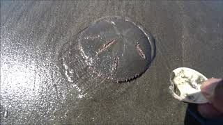 I Saved Its Life then Look at what this Sand Dollar Does in Return Amazing [upl. by Unni]