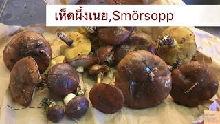 เห็ดผึ้งเนยSmörsoppเป็นยังไงทำไงกับเขาดีมารู้จักจ้า [upl. by Skantze]