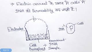 Direct gene transfer method hindi [upl. by Annairba]