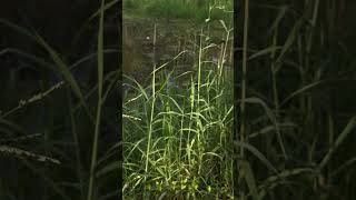 Urochloa mutica flowers grasses [upl. by Ellocin498]