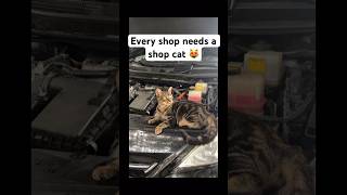 Every Shop Needs A Shop Cat automobile cat [upl. by Bolton515]