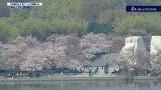 DC Cherry Blossom Cam  FOX 5 DC [upl. by Ferneau]