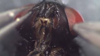 Dissection of a blow fly [upl. by Moss]