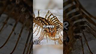 Cet Insecte Fait Flipper nature animal omg animaux [upl. by Luella177]