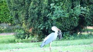 Reiher fängt Entenküken  Heron catches duckling [upl. by Fitts478]