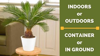 Sago Palm Tree  Cycas revoluta  Plant of the Week shorts [upl. by Rossing]