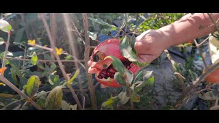 Grow Your Own Food Pomegranate VishwapriyaUrbanPermaculture PermacultureIndia SustainableFarming [upl. by Dyolf]