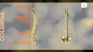 COLUMNA VERTEBRAL REGIONES  ANATOMIA [upl. by Krebs]