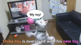 White Shiba Inu：Shiba Inu is overjoyed with his new toy 【English】 [upl. by Raddy]