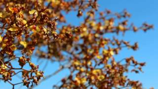 Cigar Orchid Blooming in the Everglades [upl. by Haliek]