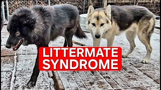 Littermate Syndrome  What Causes it amp How to Avoid It [upl. by Leribag]