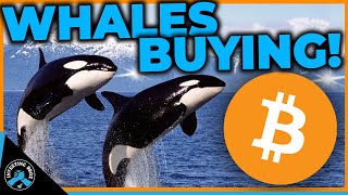 Hidden Crypto Whales Buying What Coins Are Next [upl. by Ahtelrac]