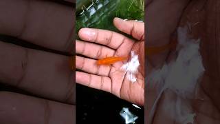 yellow beautiful mollies breeding aquariumfishfish trending video viral dialogue ytshorts [upl. by Aenert]