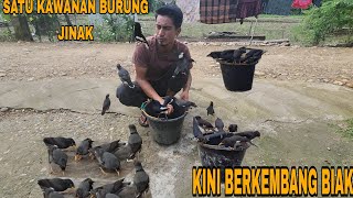 DILUAR DUGAANSEMUA BURUNG JINAK DAN BERKEMBANG BIAK [upl. by Scherman]