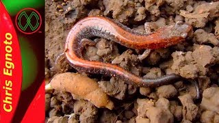 Red Backed Salamander  A good herping find Nature Now [upl. by Daphie]