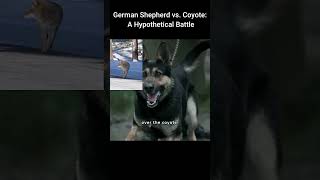 German Shepherd vs Coyote  A Hypothetical Battle mysticalanimals wildlife animalpowers [upl. by Volney]