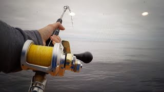 YellowTail Fishing with Shimano Talica 10ii [upl. by Scharaga]