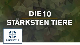 Die 10 stärksten Tiere  Bundeswehr [upl. by Bradney]