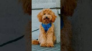 “He’s an angel to be honest” 😇 streetportraits dogphotography [upl. by Aihtenak]