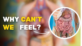 Why Don’t We Feel Our Internal Organs The Science Explained [upl. by Valonia]