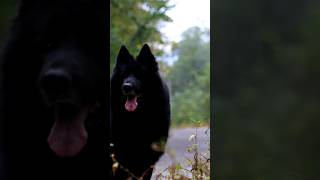 Zita wants to protect me BlackGermanShepherdGermanShepherdDogShepherdLoveDogsofYouTube [upl. by Garret]