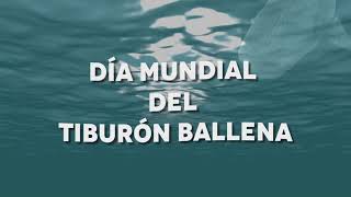 30 de agosto  Día Mundial del Tiburón Ballena [upl. by Ennaeiluj151]