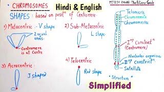 Chromosome  Structure Shapes and Functions  Heterochromatin amp Euchromatin  Types of Chromosome [upl. by Vas]