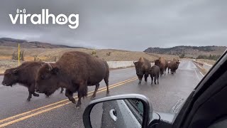 Bison Cross Lamar River Bridge  ViralHog [upl. by Aicirt]