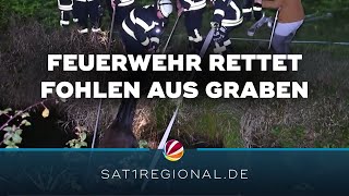 Feuerwehr rettet verunglücktes Fohlen aus Graben in Weener [upl. by Enylodnewg103]