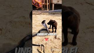 Unbelievable Puppy Vs King Cobra  Dog Vs Snake animals [upl. by Anyt]