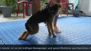 Hunde mit Lähmungen im Kynofit Physiotherapie für Hunde [upl. by Bedell215]