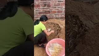 Growing bean sprouts in the desert [upl. by Pond]