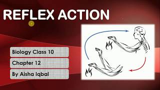 Reflex Action [upl. by Margeaux]