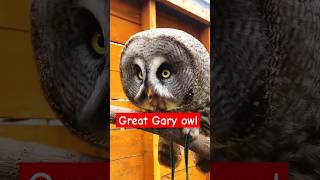 The Great amp giant Gray owl owl shortvideo shorts youtubeshorts [upl. by Dylane480]