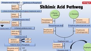 Detailed note on Shikimic Acid Pathway part1 [upl. by Etti]