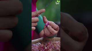 Life in Wetland 💖 Tapioca special food cooking keralatraditionallife keraladish [upl. by Epoh]