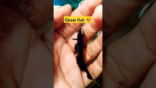 Ghost Fish 😍shortsfishcolourfishtiktoktrendingaquariumfishghostfishknifefish [upl. by Charissa]