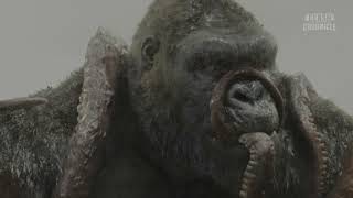 Pure Action Cut 4K All monster scenes before survivors regroup  Kong Skull Island 2017 action [upl. by Oliviero84]