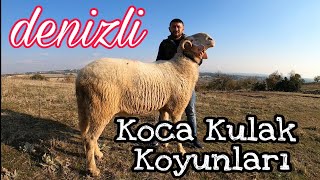 DENİZLİ KOCA KULAK KOYUNLARI [upl. by Anoit]