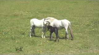 Mares in heat how it changes Horses amp Herd Behavior  Rick Gore Horsemanship [upl. by Thorne496]