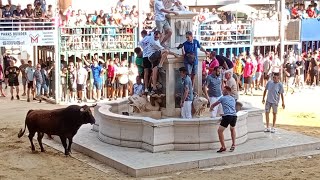 Festejos Taurinos en Foios 2024 3 Toros Cerriles PT El Cuerno [upl. by Ayhtnic]