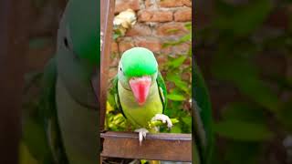 Alexandrine parrot eating green chilli 🌶️ 🦜 parrot talkingparrot parrottalking alexander [upl. by Oriole891]