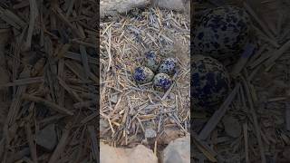 Which birds eggs are these shorts birds youtubeshorts trending egg [upl. by Adnohsar]