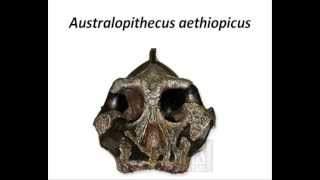 Australopithecus boisei robustus aethiopicus [upl. by Dahlstrom]