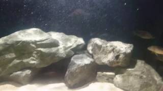 WC Sciaenochromis Ahli chimwalani reef breeding group 4m 4f [upl. by Hsekin]