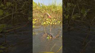 Amazing Hook Fishing video in Beel Pond water trapfishing hookfishing catchfish shorts [upl. by Dee]