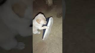 Dog 🐶🐕 pappy awow facts aww funny animals comedy shorts shortvideo god sound cat video [upl. by Iak]