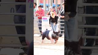 Karis and Say When at the Final Drive Livestock Show showpigs pigs livestock [upl. by Dittman5]